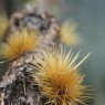 Cactus Yellow