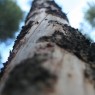Canadian bark.